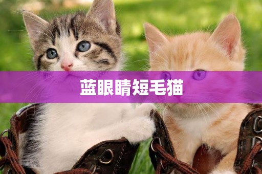 藍眼睛短毛貓