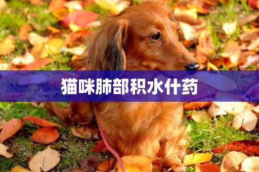 貓咪肺部積水什藥