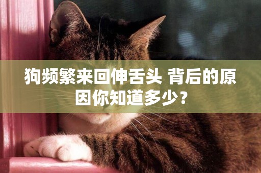 狗頻繁來回伸舌頭 背后的原因你知道多少？