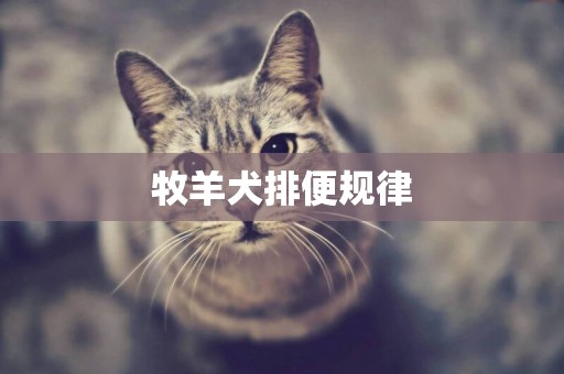 牧羊犬排便規律