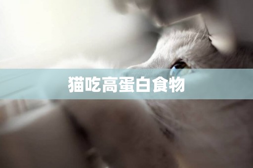 貓吃高蛋白食物