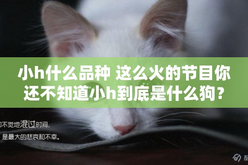 小h什么品種 這么火的節目你還不知道小h到底是什么狗？