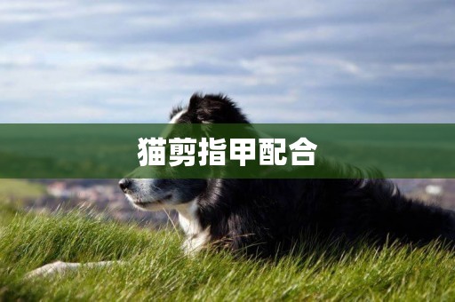 貓剪指甲配合