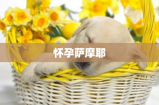 懷孕薩摩耶