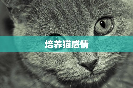 培養貓感情