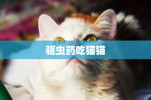 驅蟲藥吃貓貓