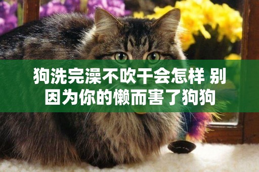 狗洗完澡不吹干會怎樣 別因為你的懶而害了狗狗