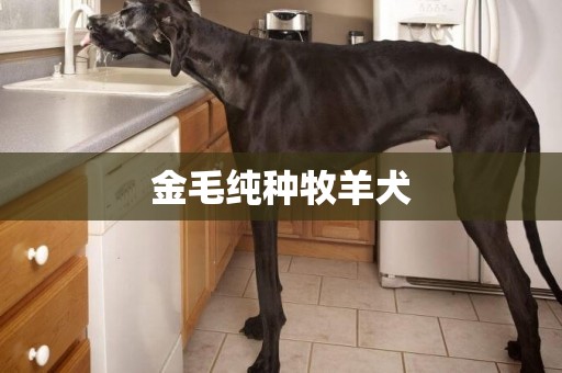 金毛純種牧羊犬