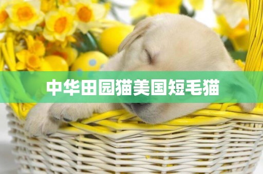 中華田園貓美國短毛貓