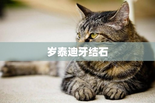 歲泰迪牙結石