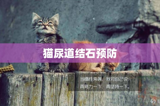 貓尿道結石預防