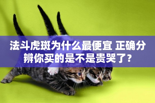 法斗虎斑為什么最便宜 正確分辨你買的是不是貴哭了？