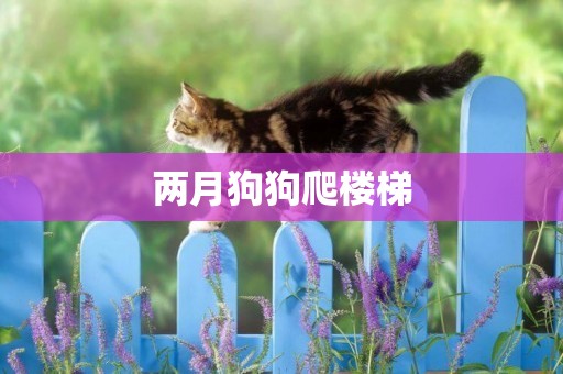 兩月狗狗爬樓梯