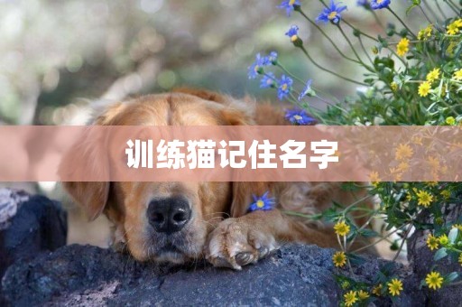 訓練貓記住名字