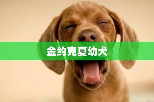 金約克夏幼犬