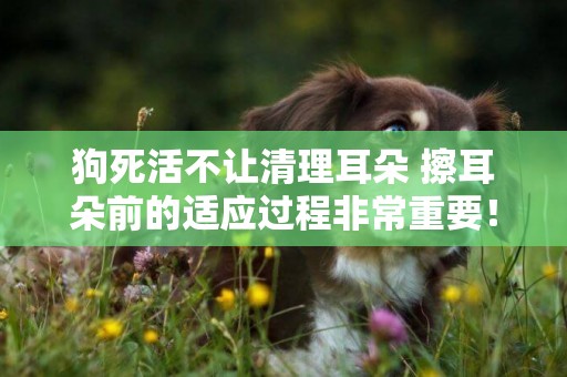 狗死活不讓清理耳朵 擦耳朵前的適應過程非常重要！