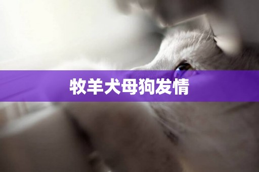 牧羊犬母狗發情
