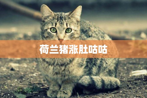 荷蘭豬漲肚咕咕