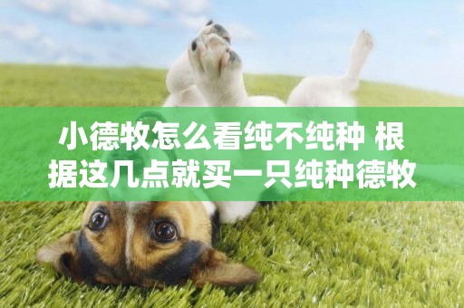 小德牧怎么看純不純種 根據這幾點就買一只純種德牧沒問題