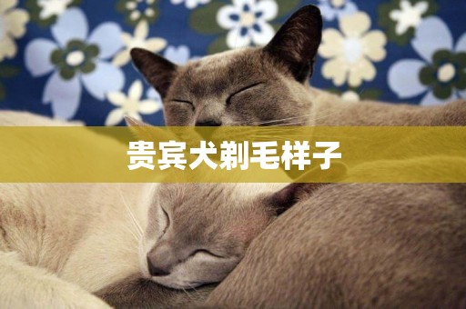 貴賓犬剃毛樣子