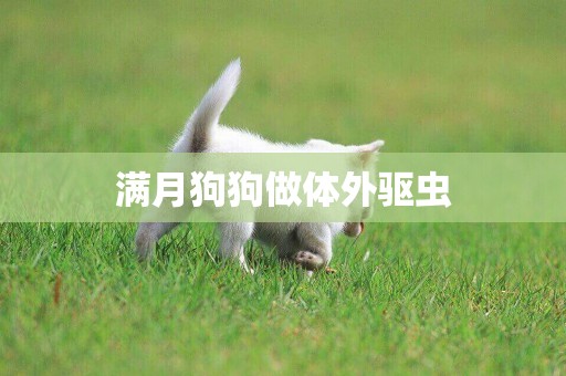 滿月狗狗做體外驅蟲