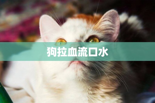 狗拉血流口水