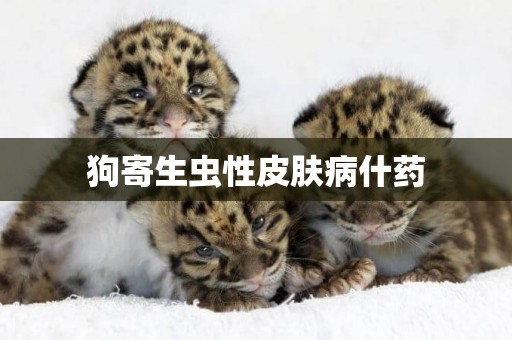 狗寄生蟲性皮膚病什藥