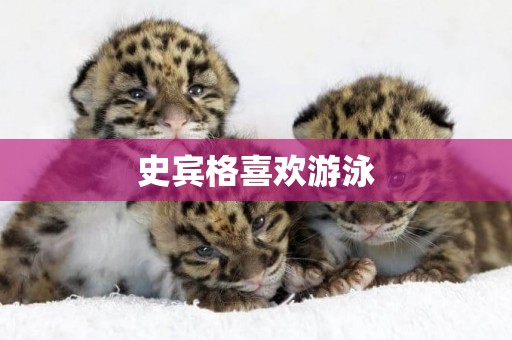 史賓格喜歡游泳