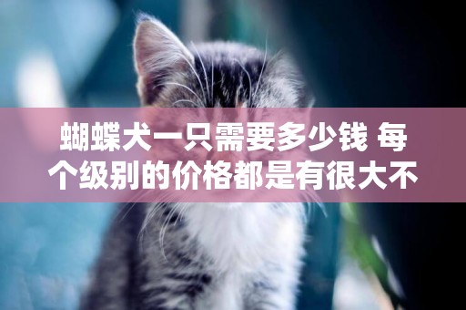 蝴蝶犬一只需要多少錢 每個級別的價格都是有很大不同的!
