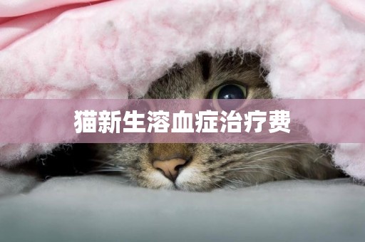 貓新生溶血癥治療費