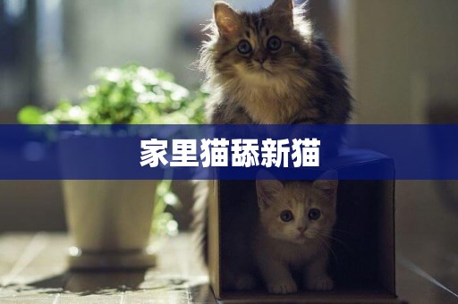 家里貓舔新貓