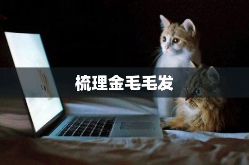梳理金毛毛發
