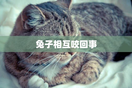 兔子相互咬回事