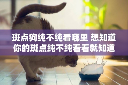 斑點狗純不純看哪里 想知道你的斑點純不純看看就知道了！