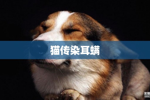 貓傳染耳螨