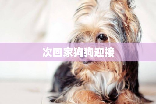 次回家狗狗迎接