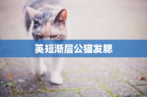英短漸層公貓發腮