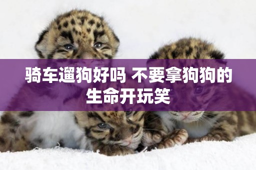 騎車遛狗好嗎 不要拿狗狗的生命開玩笑