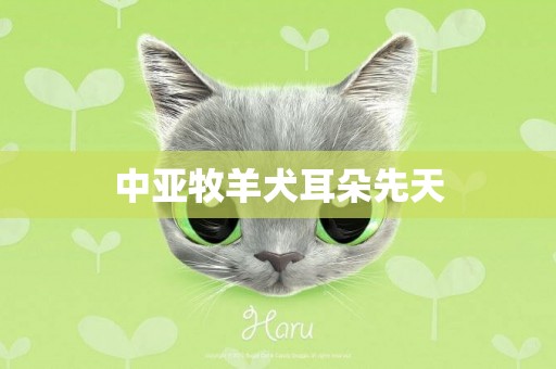 中亞牧羊犬耳朵先天