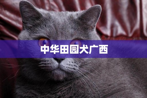 中華田園犬廣西