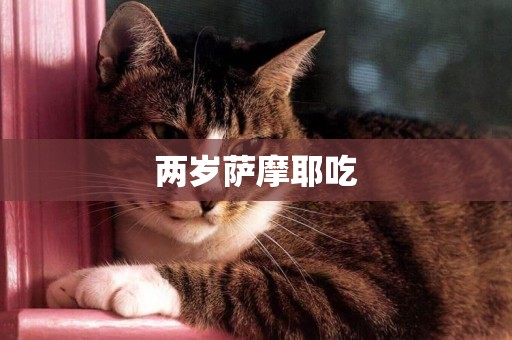 兩歲薩摩耶吃