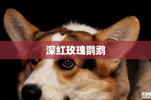 深紅玫瑰鸚鵡