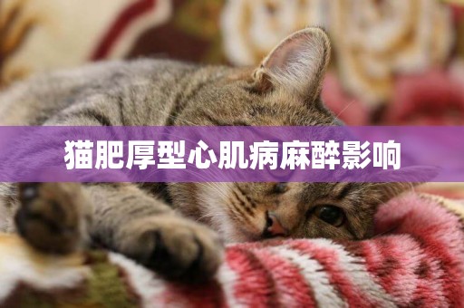 貓肥厚型心肌病麻醉影響