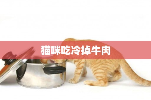 貓咪吃冷掉牛肉