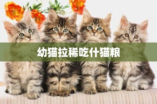 幼貓拉稀吃什貓糧