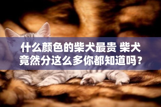 什么顏色的柴犬最貴 柴犬竟然分這么多你都知道嗎？