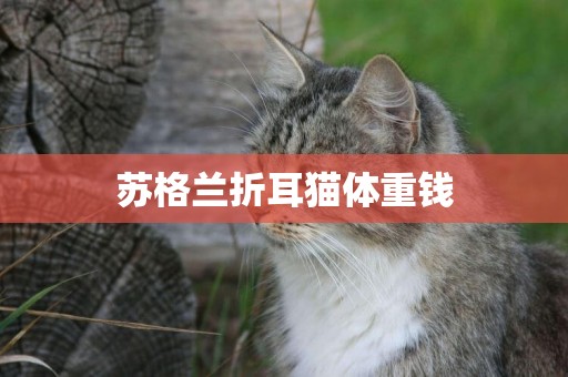 蘇格蘭折耳貓體重錢