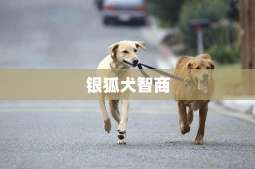 銀狐犬智商