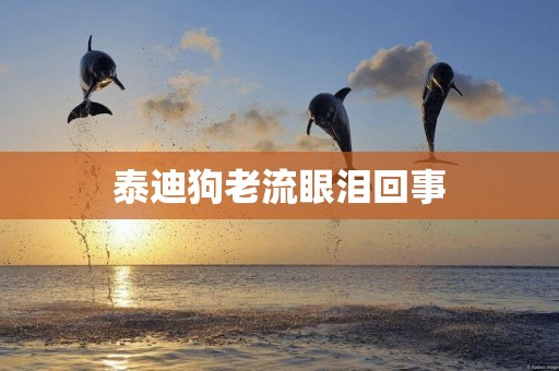 泰迪狗老流眼淚回事