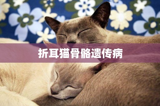 折耳貓骨骼遺傳病